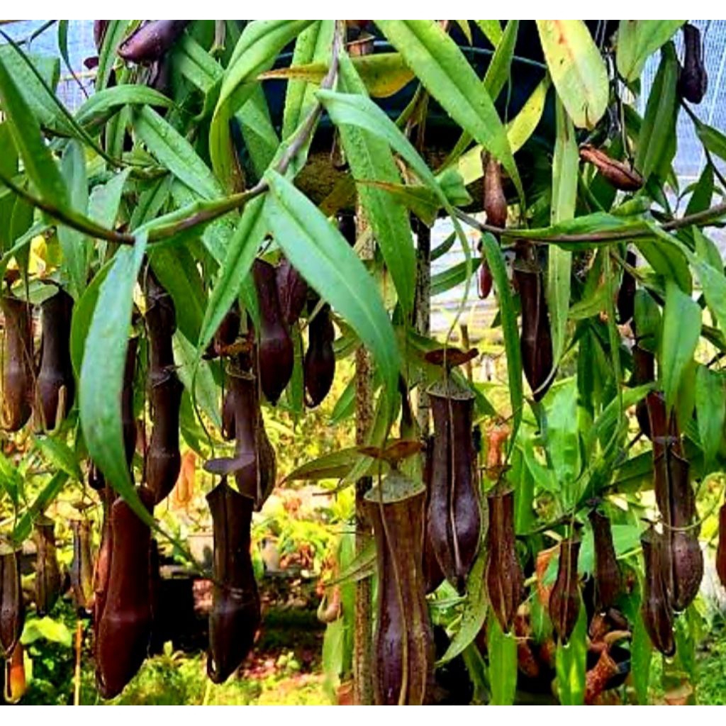 Nepenthes Gracilis Black