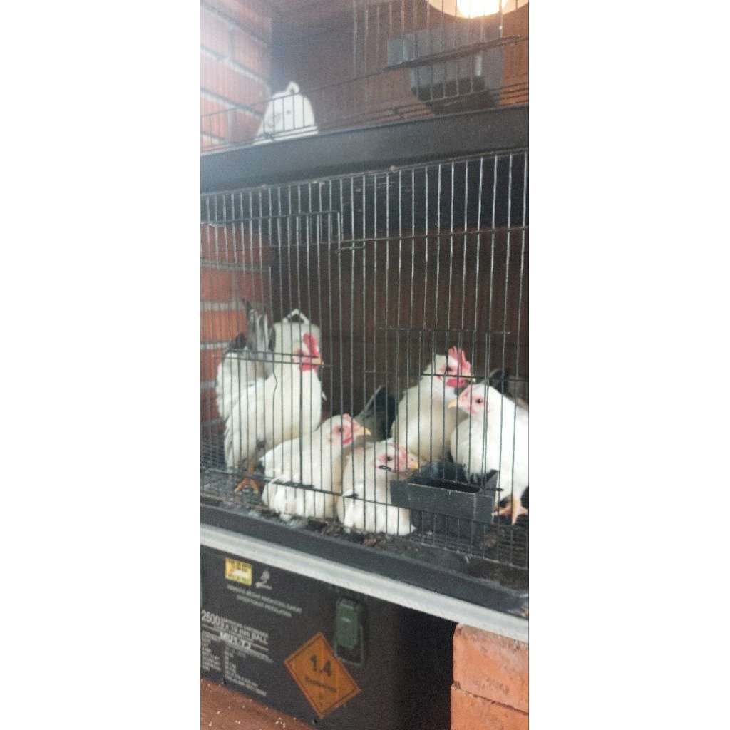 Ayam kate Chabo Blacktail Thailand