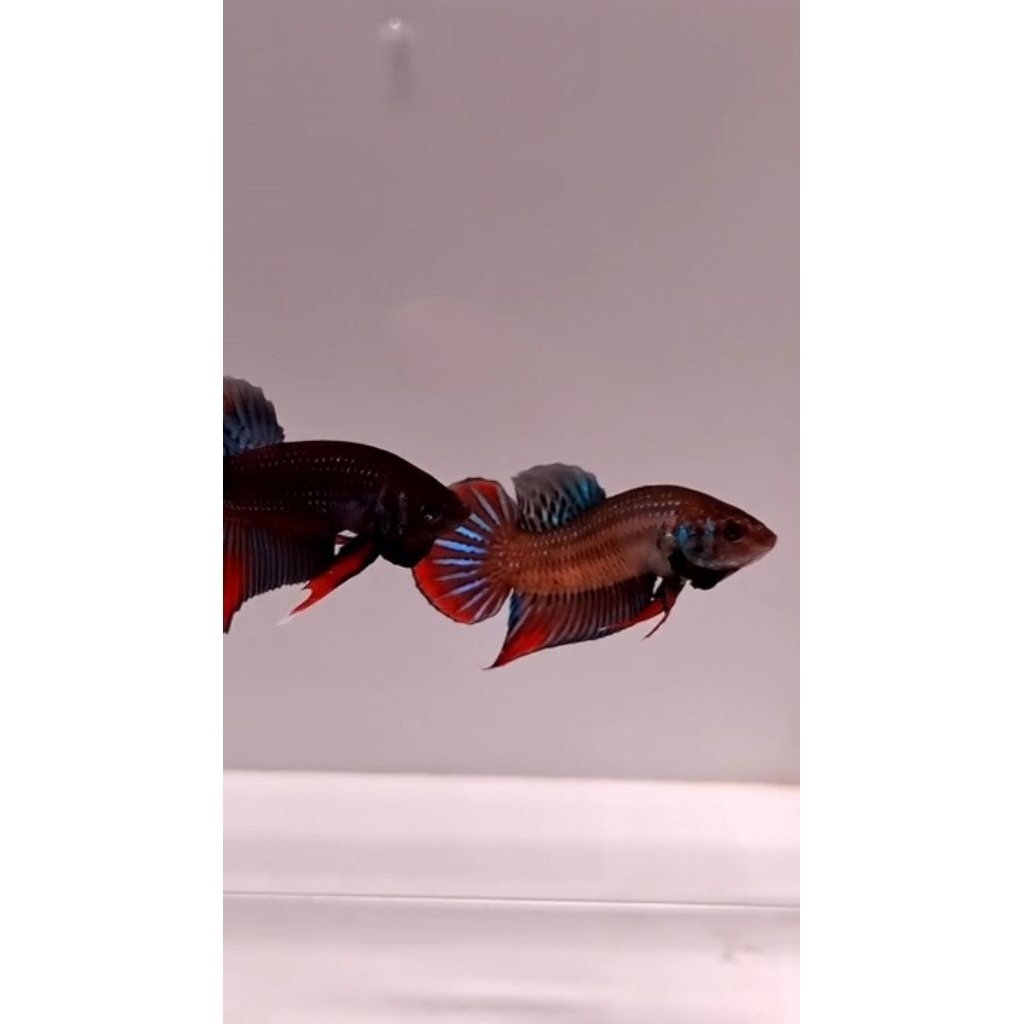 Wild Betta Imbellis Padi (Wild Caught) Size M