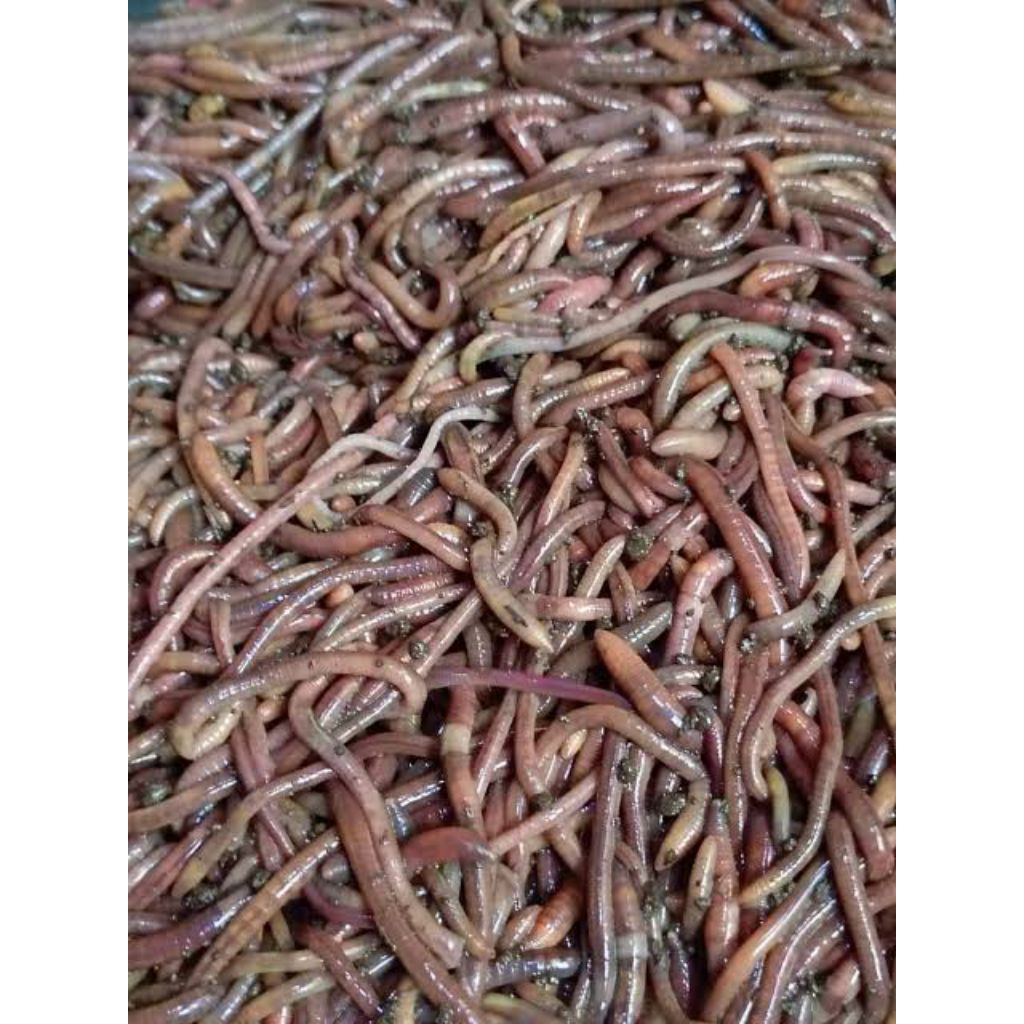 Cacing kalung - umpan galatama lele, bawal, patin