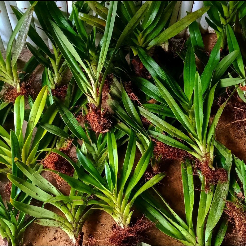 Anggrek vanda hybrid jumbo terlaris