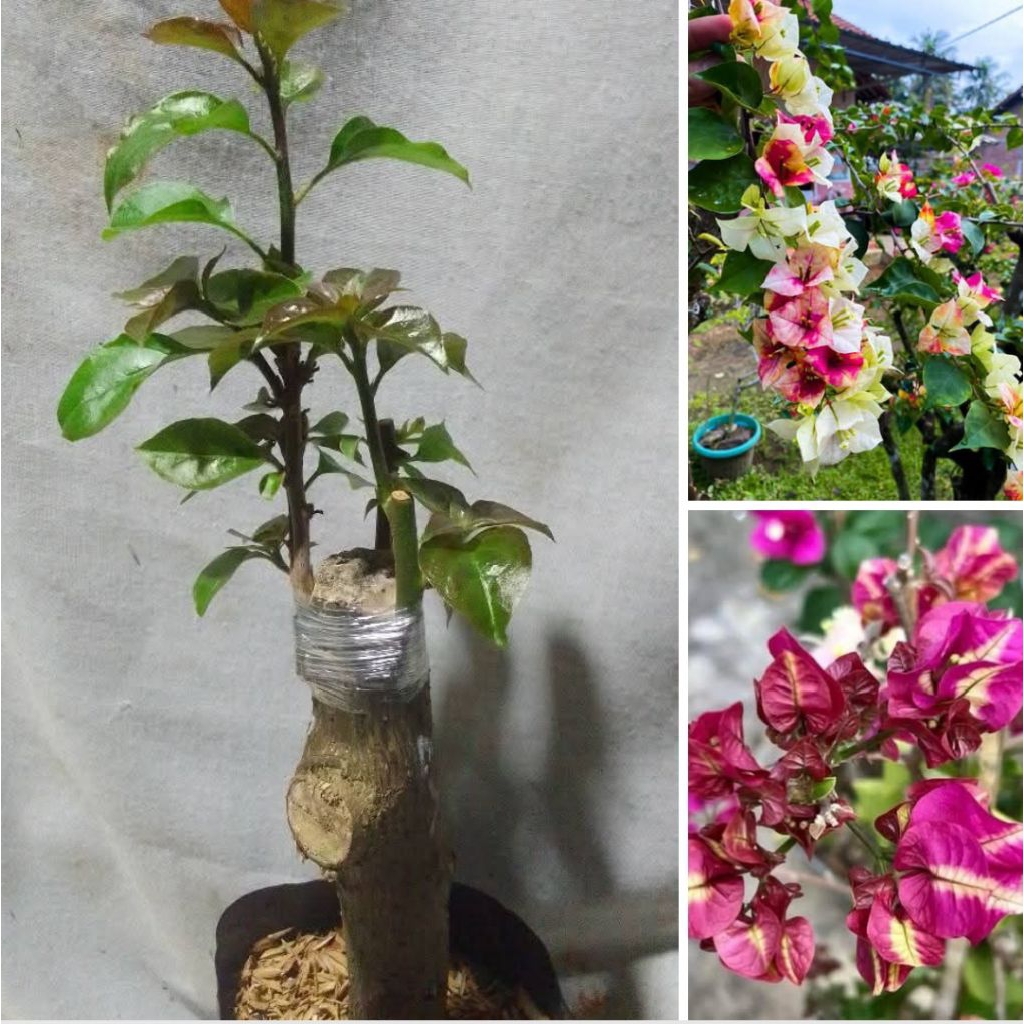 Bibit Bougenville 1 Pohon 2 Jenis/Warnaa