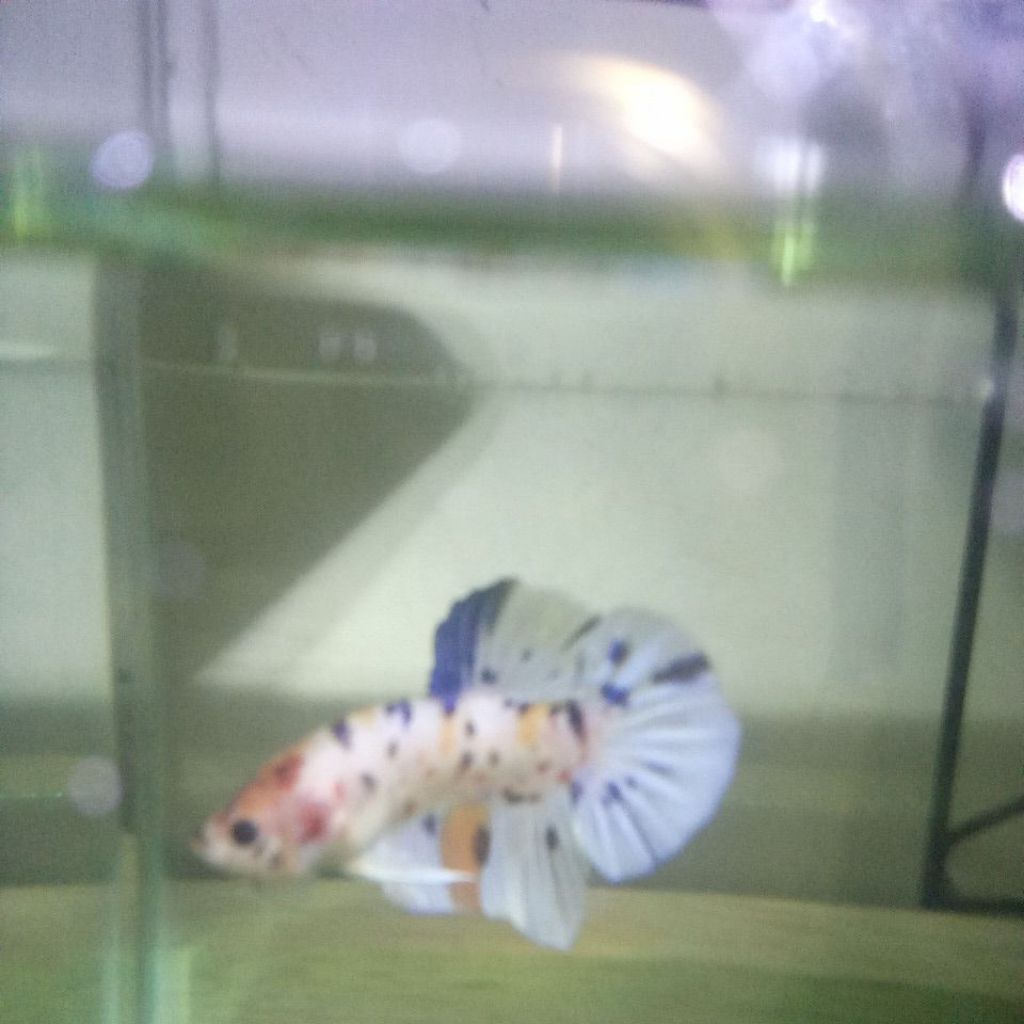 Cupang Giant BO 4cm up