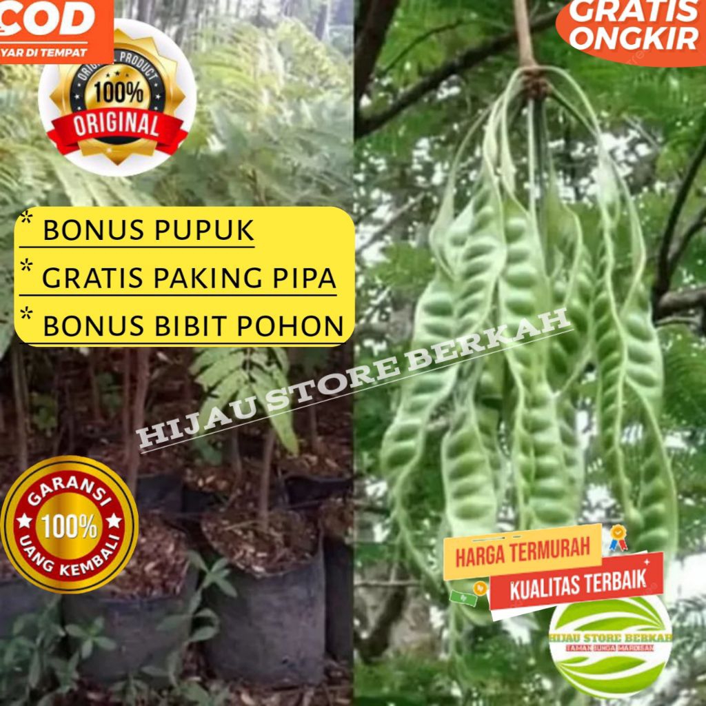 Bibit Petai Jumbo unggulan