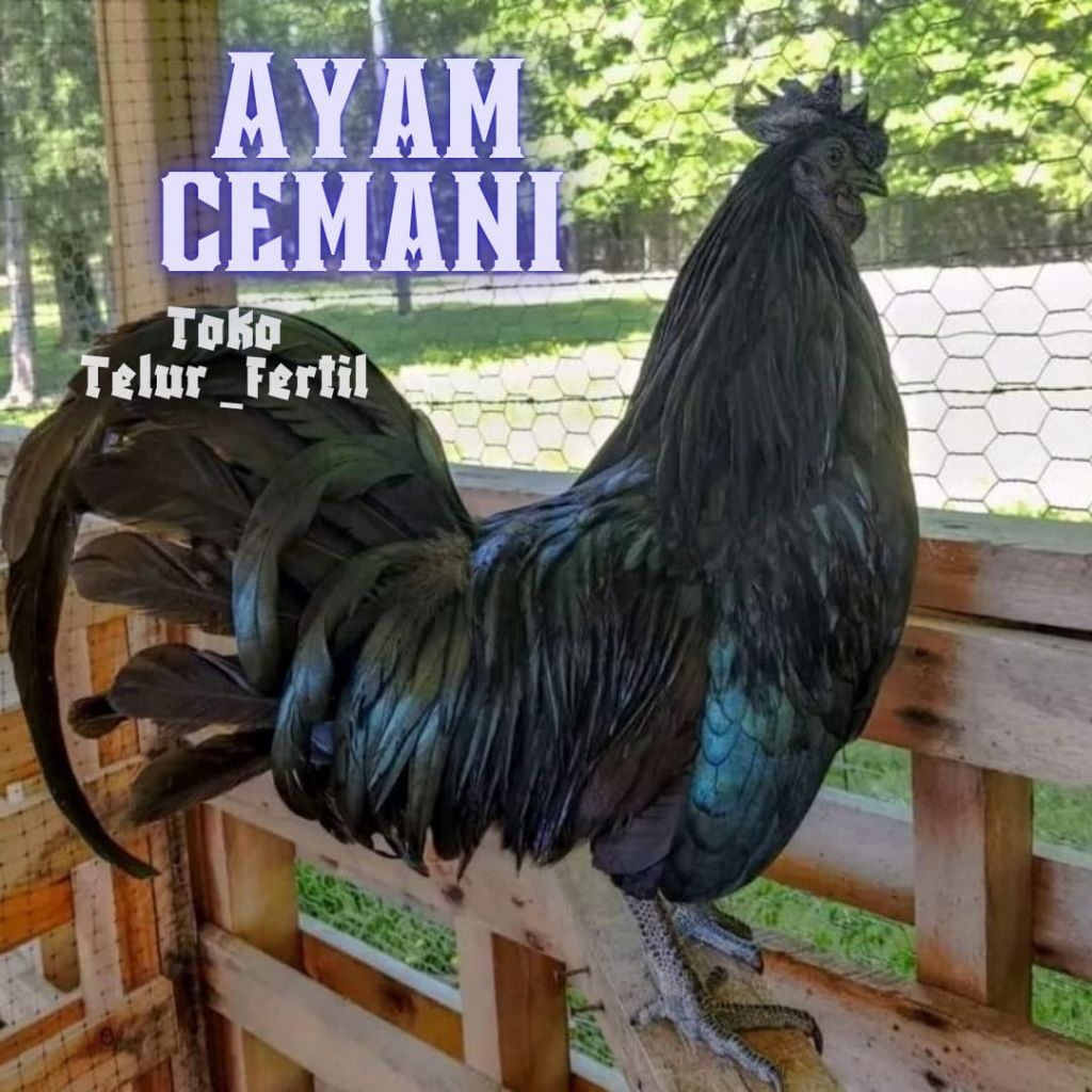 TELUR  AYAM CEMANI ASLI ORIGINAL