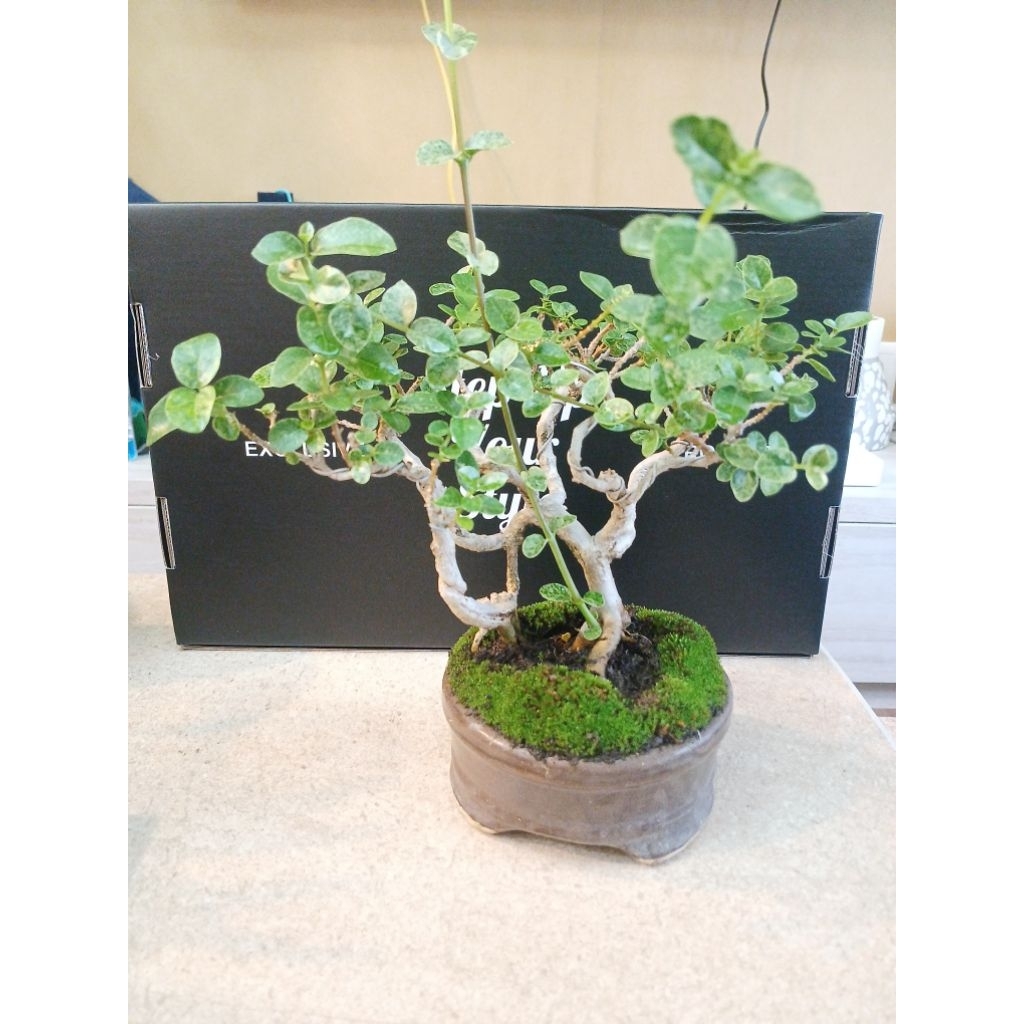 Bonsai sancang varigata