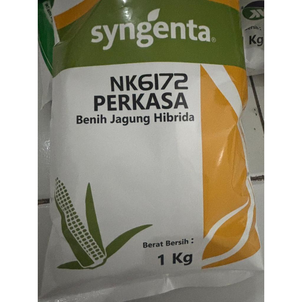 paling recomend benih jagung NK perkasa 6172 #bibit jagung #benih perkasa #jagung perkasa#NK perkasa