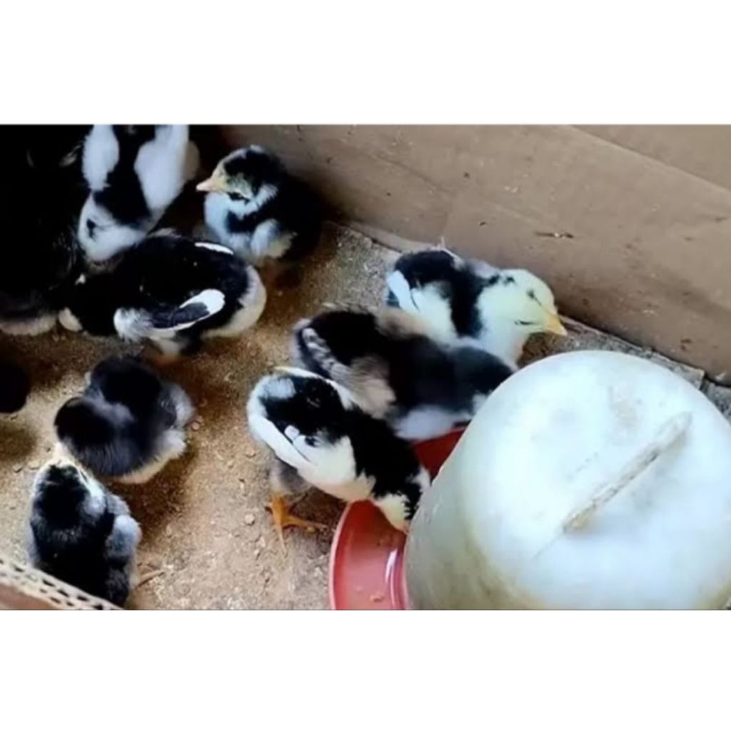 Anak Ayam/DOC Bangkok Klasik Umur 1-2 bulan