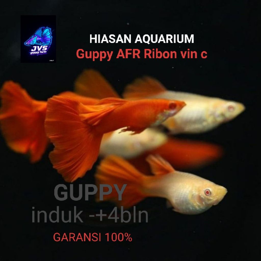 Hiasan Aquarium 1PAIR GUPPY AFR RIBON VIN C