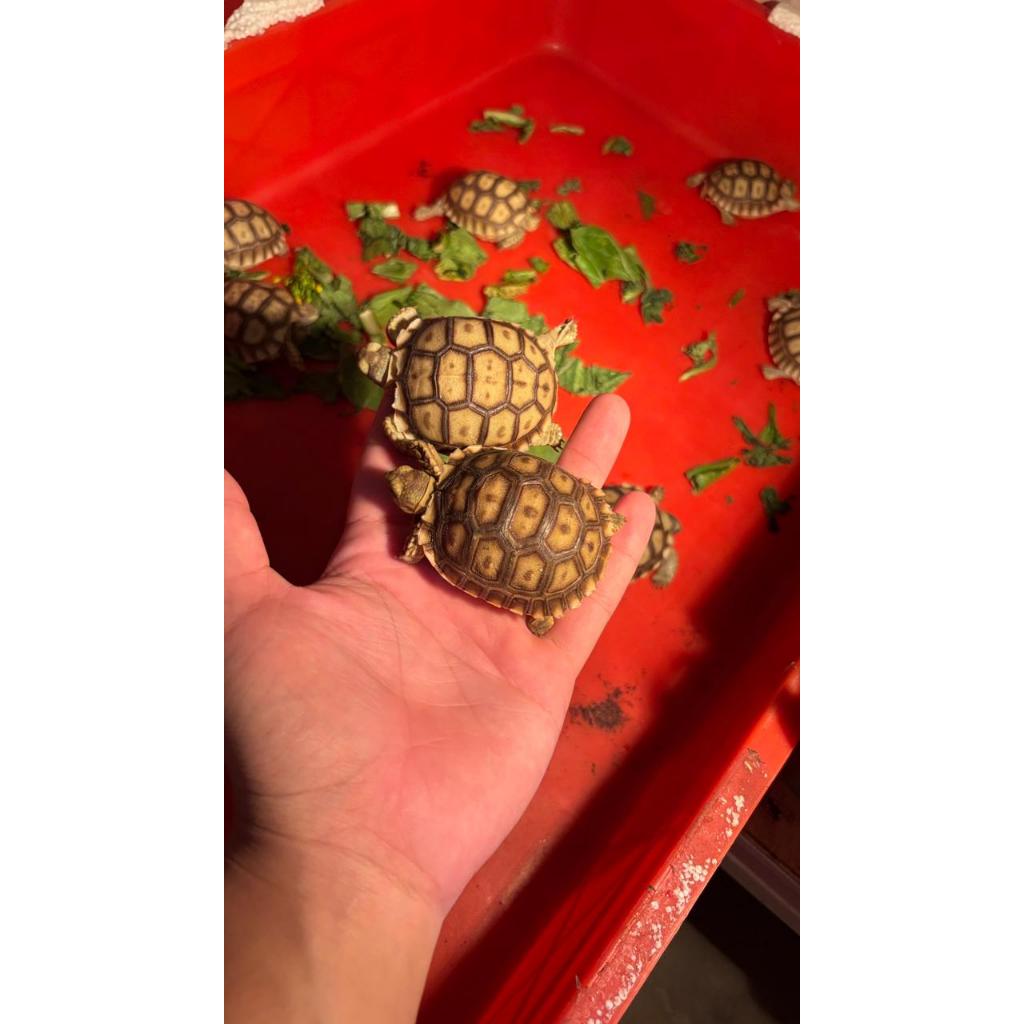 KURA KURA SULCATA BABY KUALITAS PREMIUM GARANSI - KOLEKTOR HOBI PECINTA REPTIL TURTLE