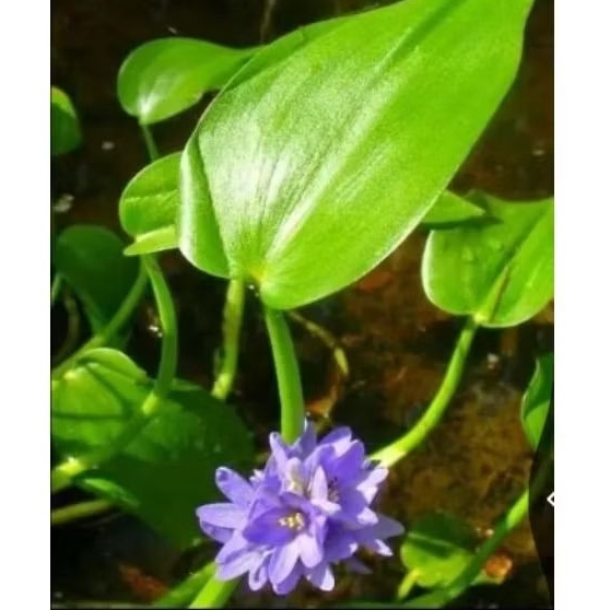 eceng sawah seger press