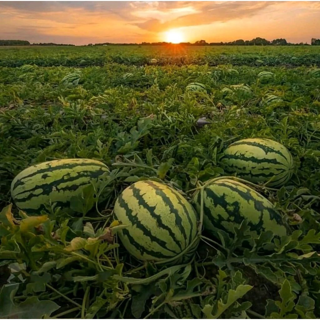 Benih semangka jumbo jepang