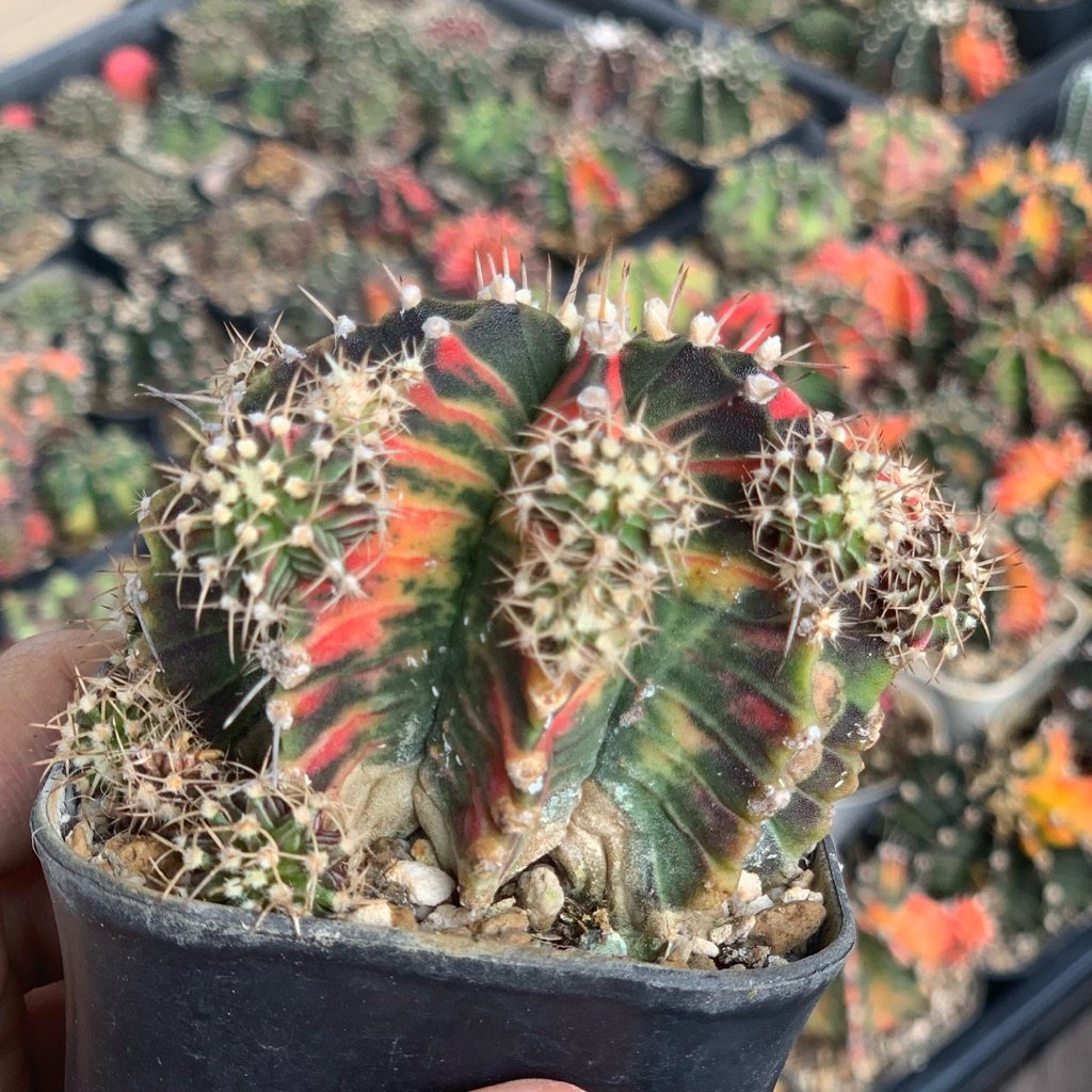 gymnocalycium Lb var hybrid miha pink varigata kaktus gymno miha mihanovichii var hybrid tanaman hia