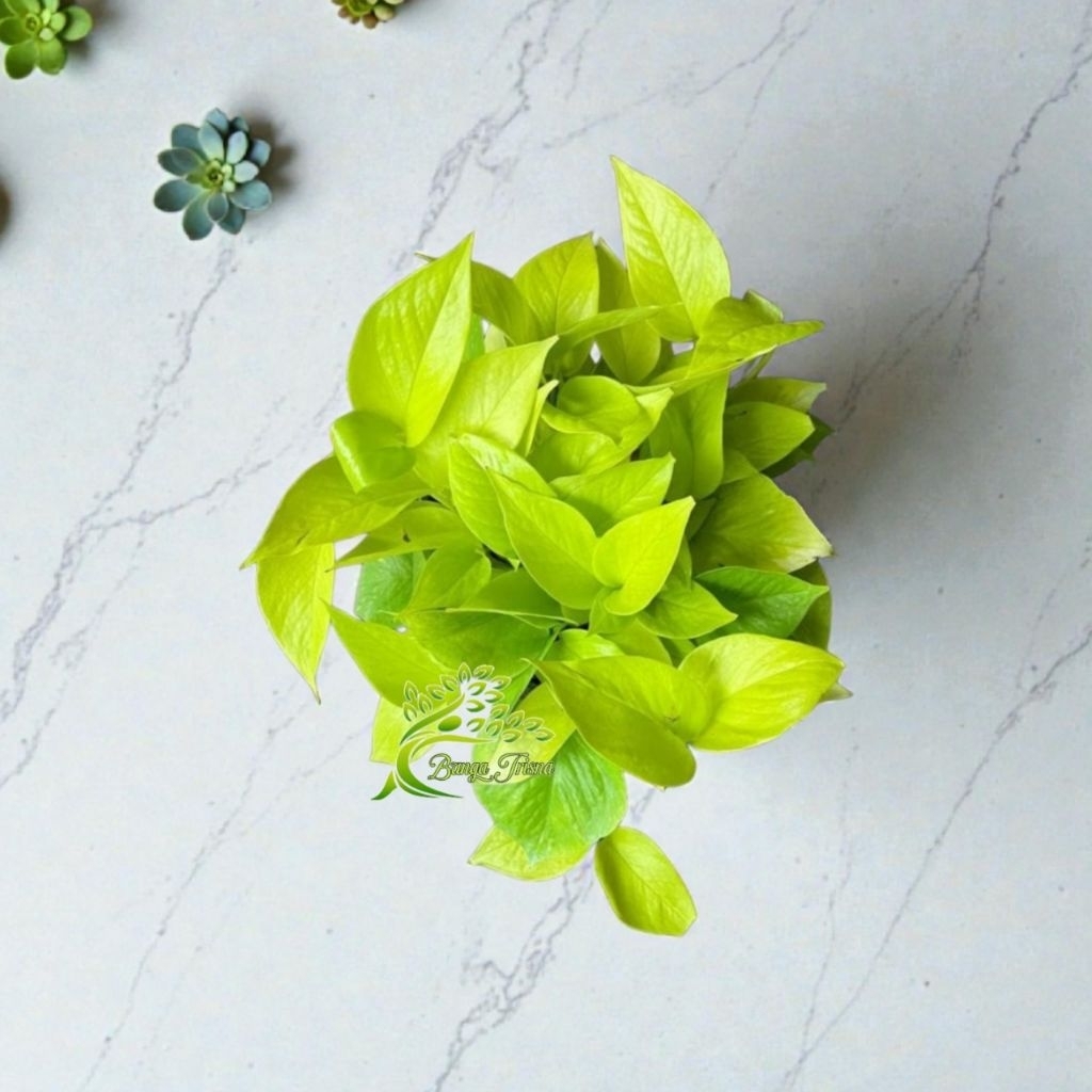 Tanaman hias SriGading / SriGading Lemon / Sirih Gading Lemon / SriGading kuning / Lemon Love
