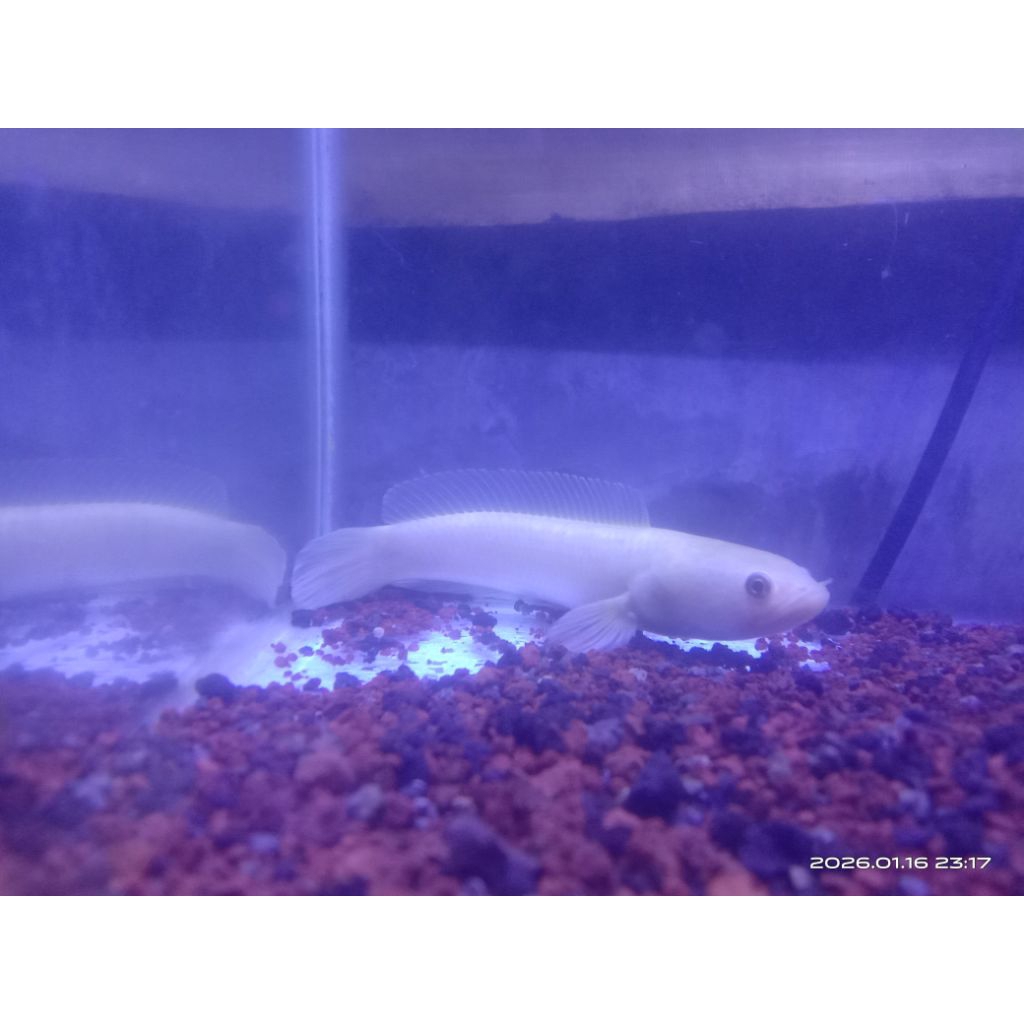 Limbata golden xantic sz 14-15cm