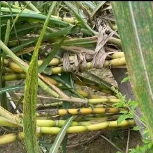 tebu hijau premium perbatang