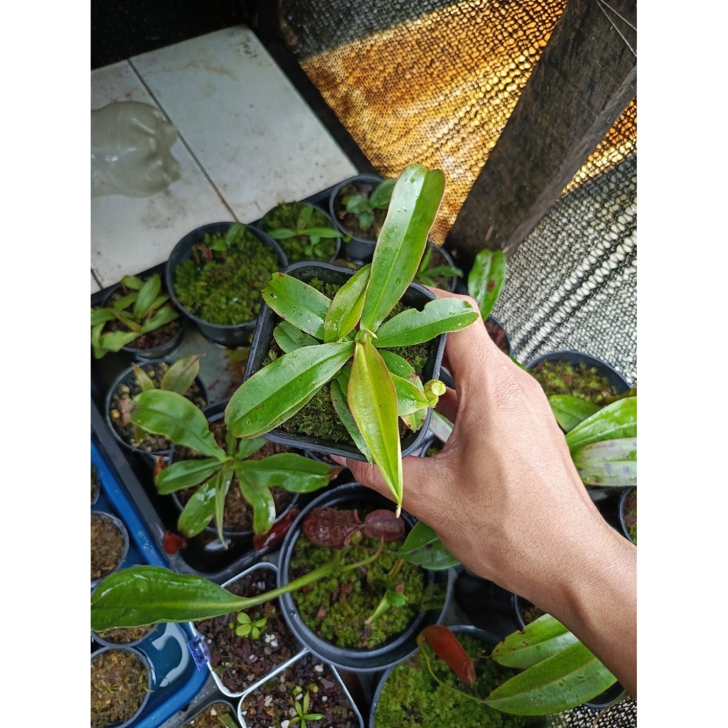 Nepenthes Globosa hybrid From cutting