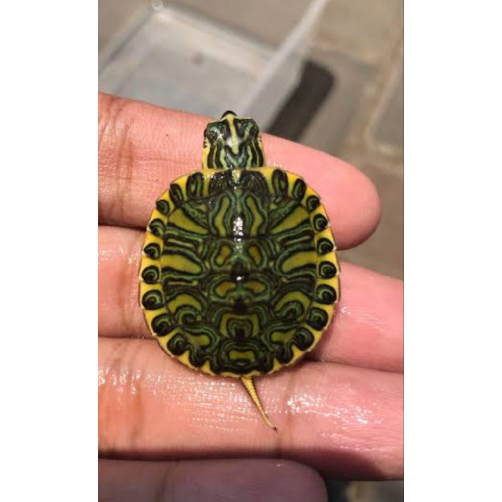 Pelet kura Yellow belly