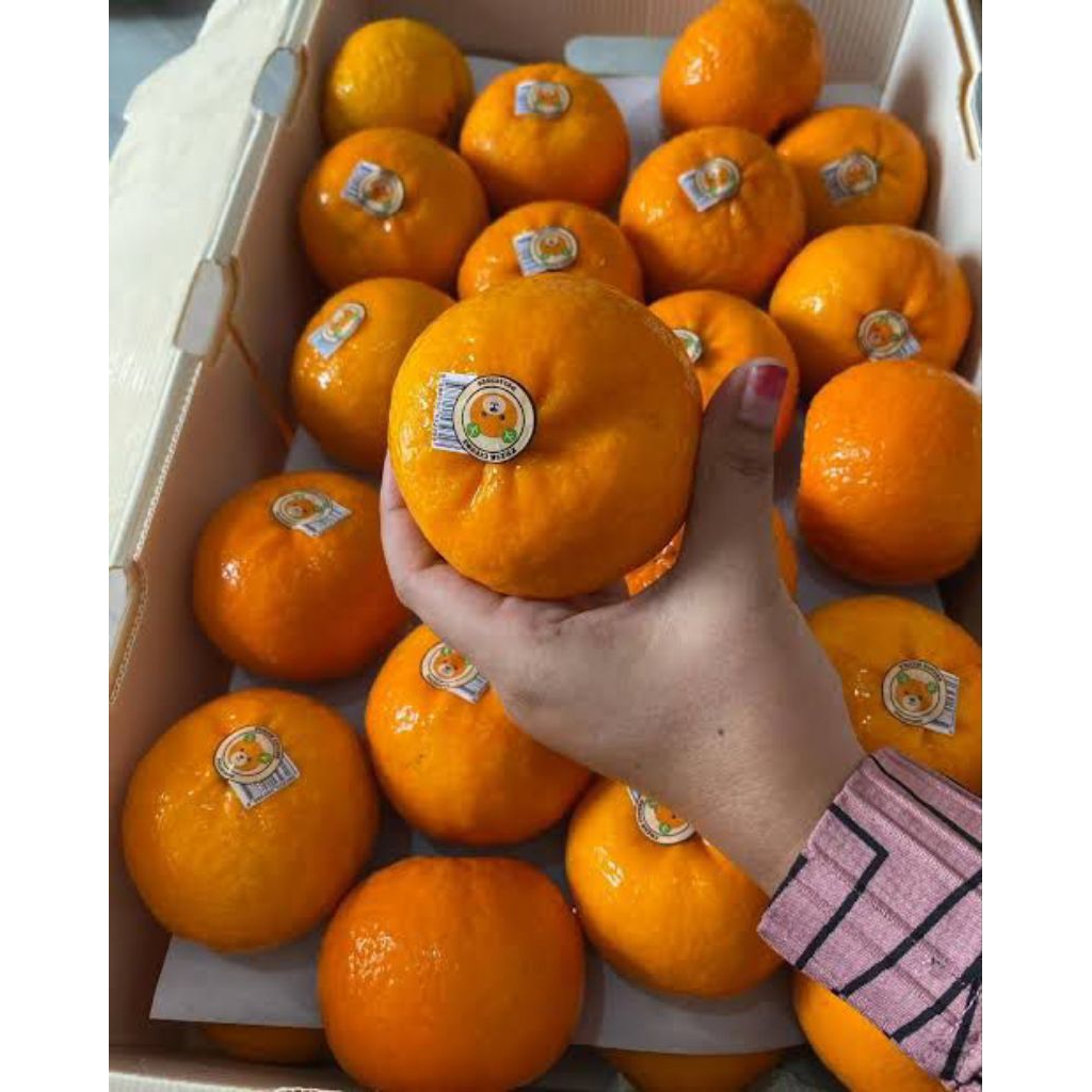Jeruk Wokam Panda manis | wokam Citrus manis | jeruk wokam manis fresh | jeruk Mandarin
