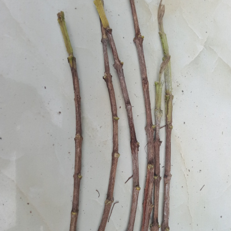 Entres jambu biji red diamond bahan batang atas okulasi