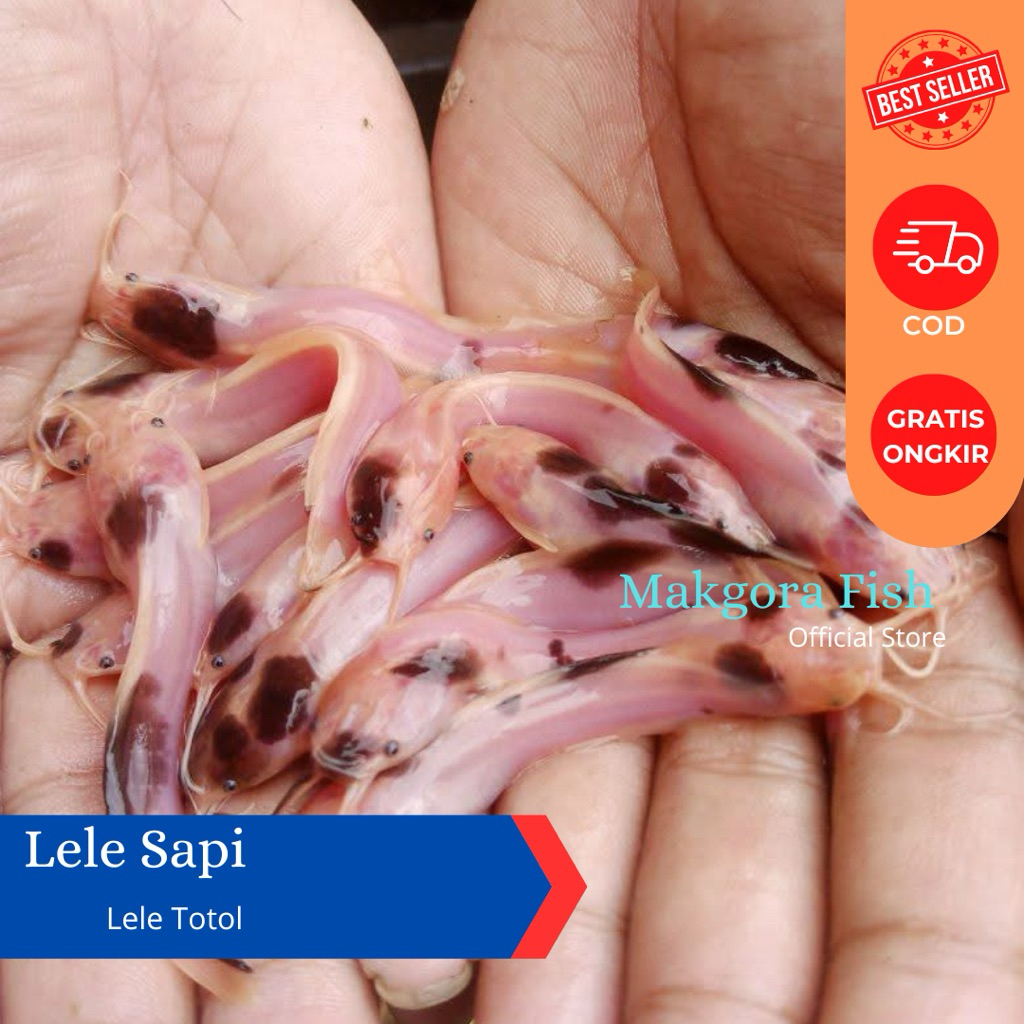 Ikan Lele Hias Sapi Totol Albino Belang Mini / Clarias Catfish Aquarium Kolam