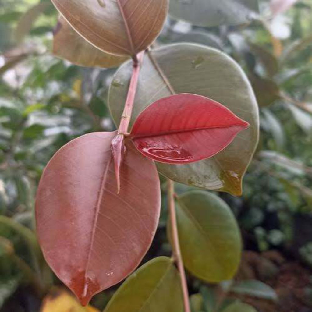 stek batang iprik silver pucuk merah fresh cutting tanaman bonsai