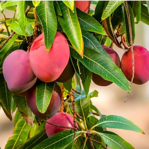 Entres mangga miyazaki batang atas bahan okulasi