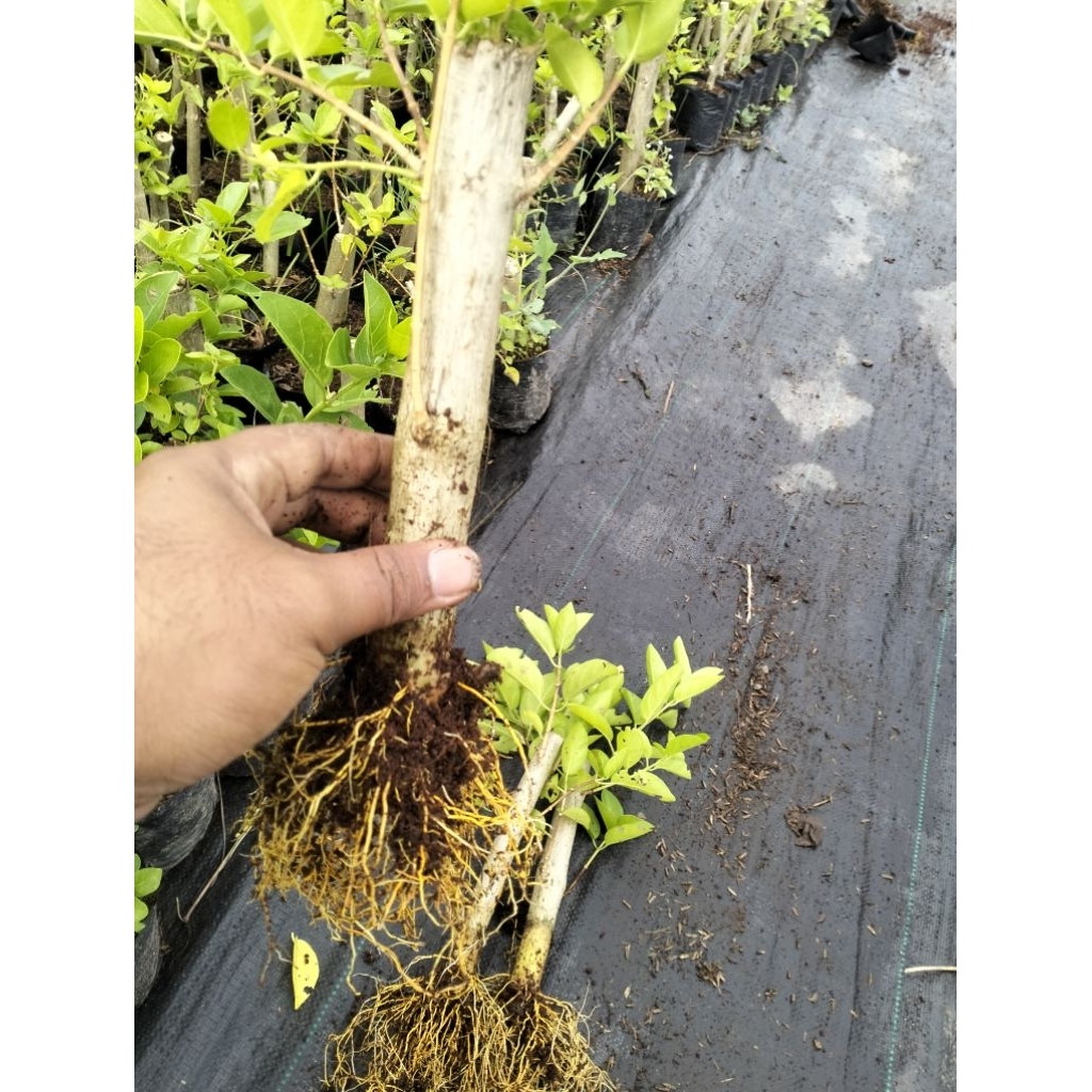 SANCANG AKAR SIAP PROGRAM BONSAI - SUBUR