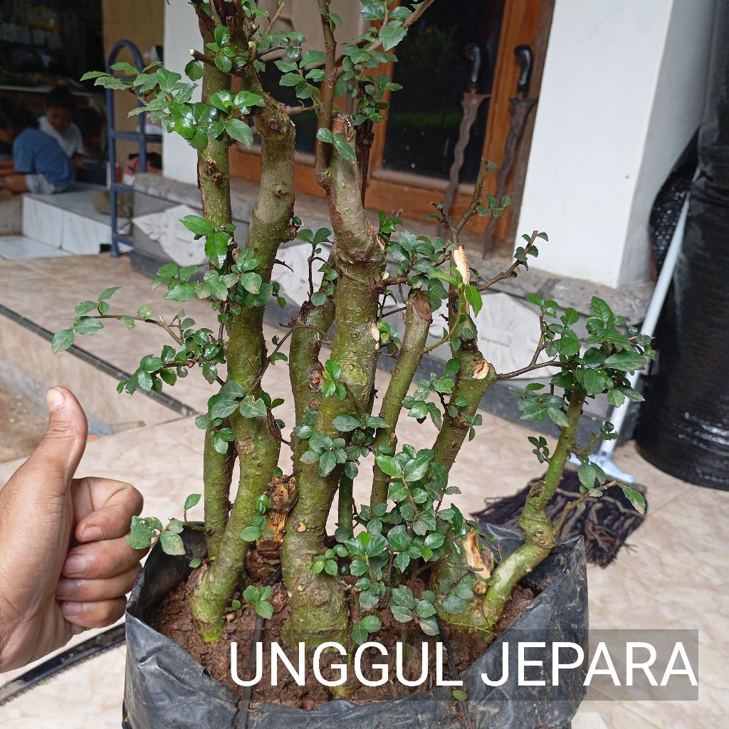 BONSAI SERUT GRUPING
