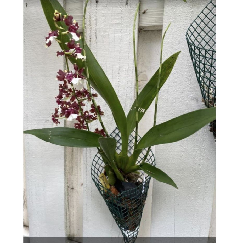 Kawat Hijau Media Tanam Anggrek Bentuk Kerucut Anti Karat