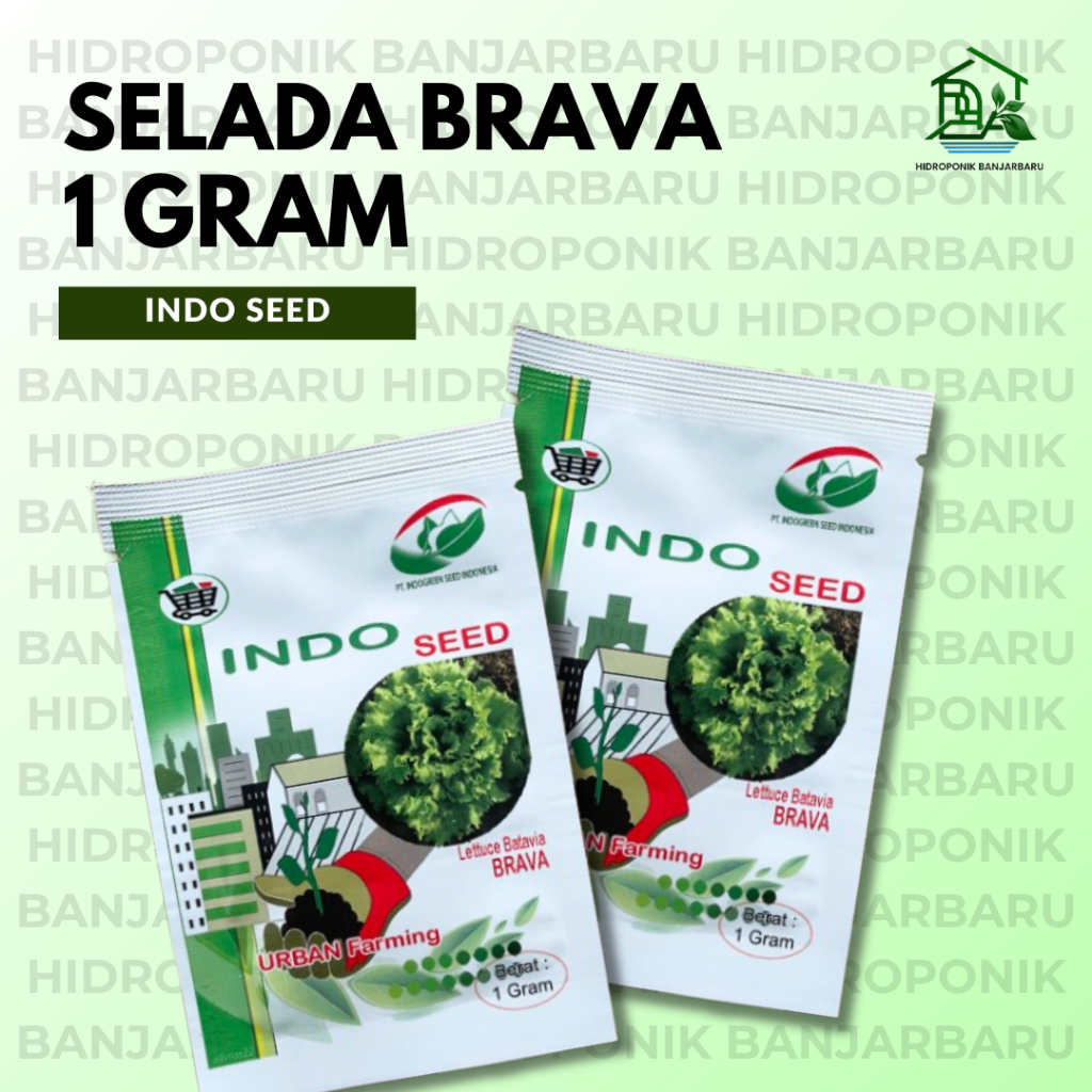 BENIH SELADA BATAVIA BRAVA INDO SEED ISI 1 GRAM