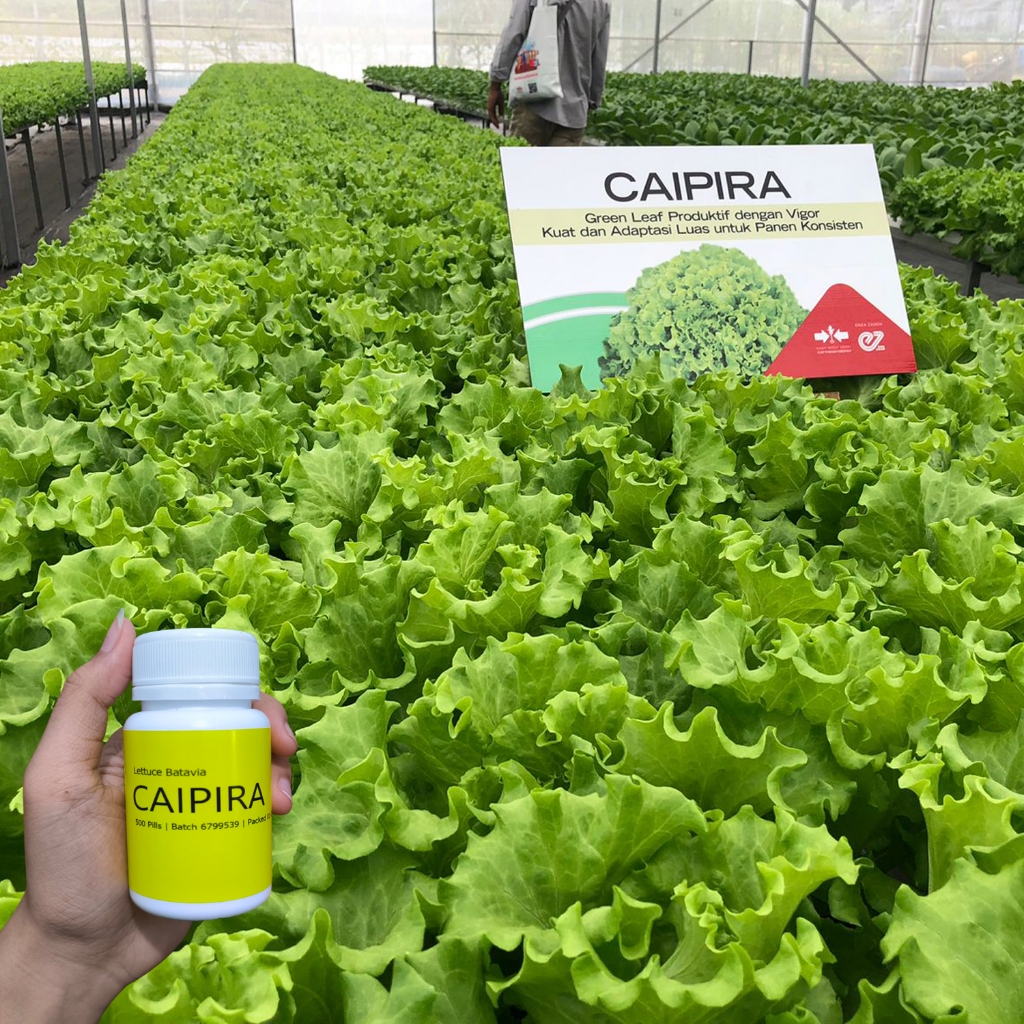 Benih Bibit Selada Batavia Caipira Kemasan 500 Pill - Original Enza Zaden