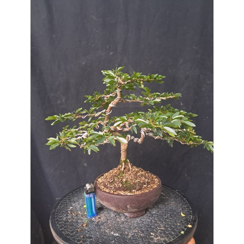 Bonsai Kaliandra Suriname