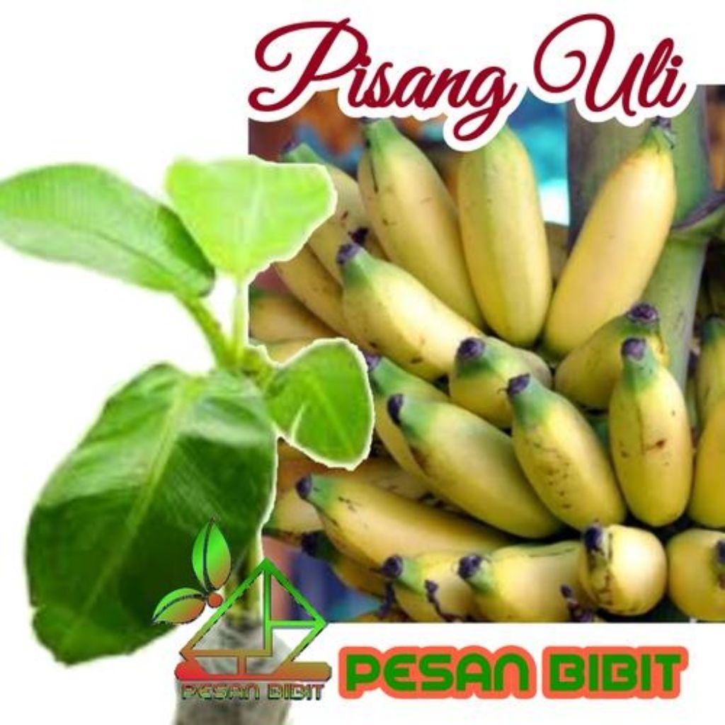 Bibit Pisang Raja Uli mas - Manis, Tanpa Biji, Tahan Hama