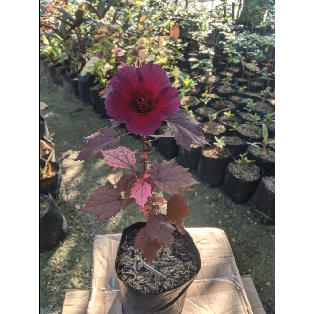 red panama bahan bonsai murah