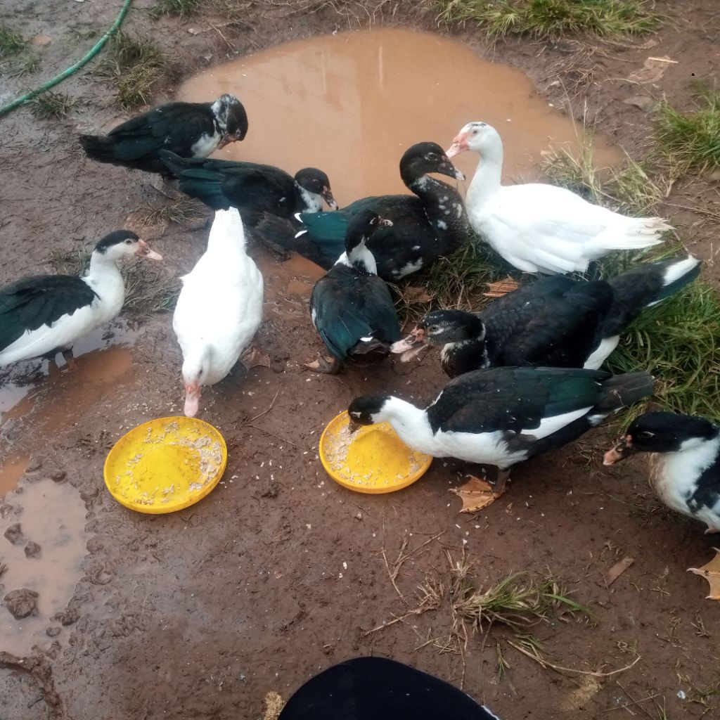 entok siap potong siap pro