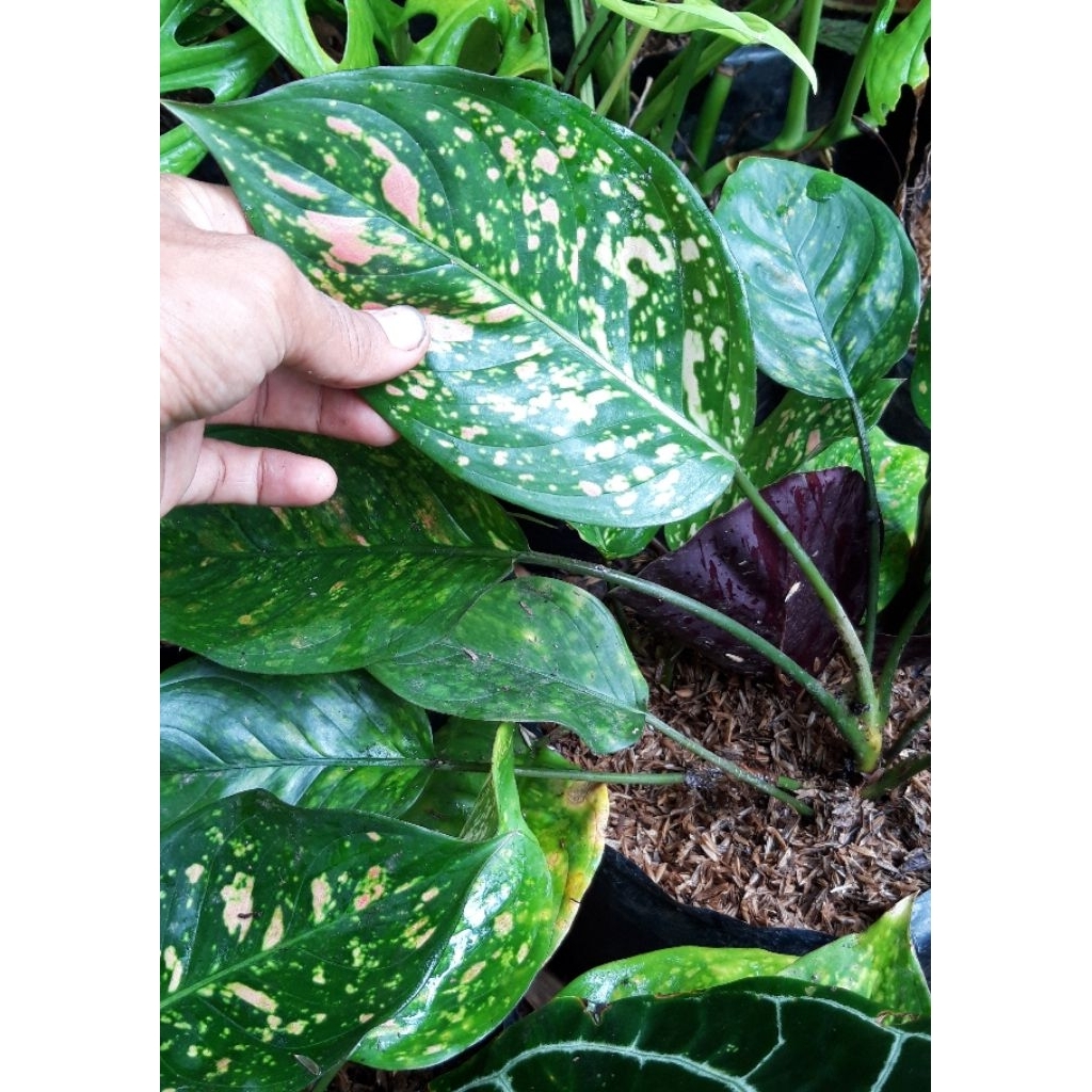 Aglaonema Ruby