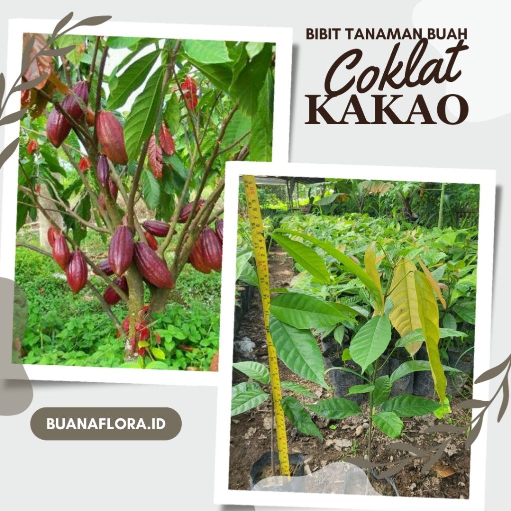 Bibit Coklat Kakao Unggul Siap Tanam | Bibit Pohon Kakao | Bibit Buah Kakao | Tanaman Kakao Produkti