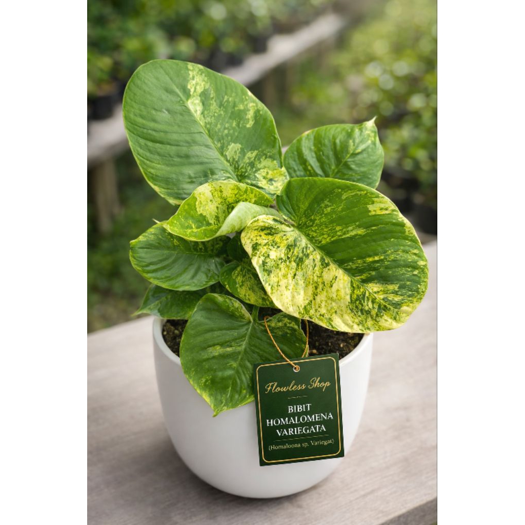Homalomena Varigata / Homa Lomena Variegata var