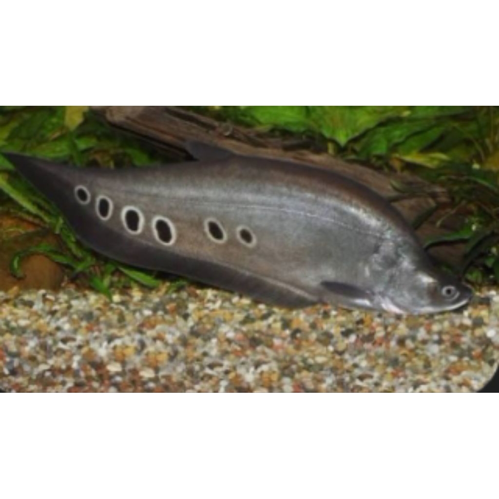 hiasan aquascape belida