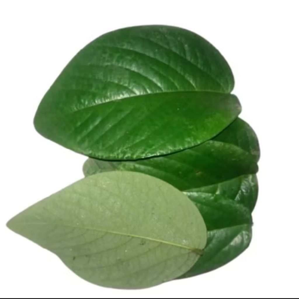 daun herbal singa depa