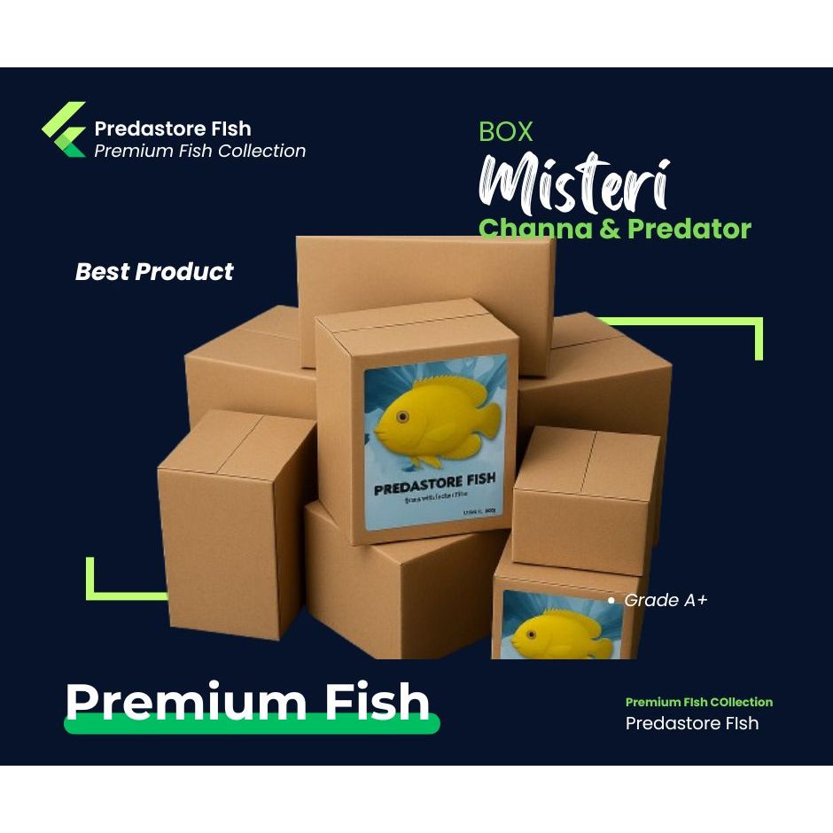 Terlaris Premium Misteri Box (Channa & Predator) Best FIsh Gacha Berkualitas