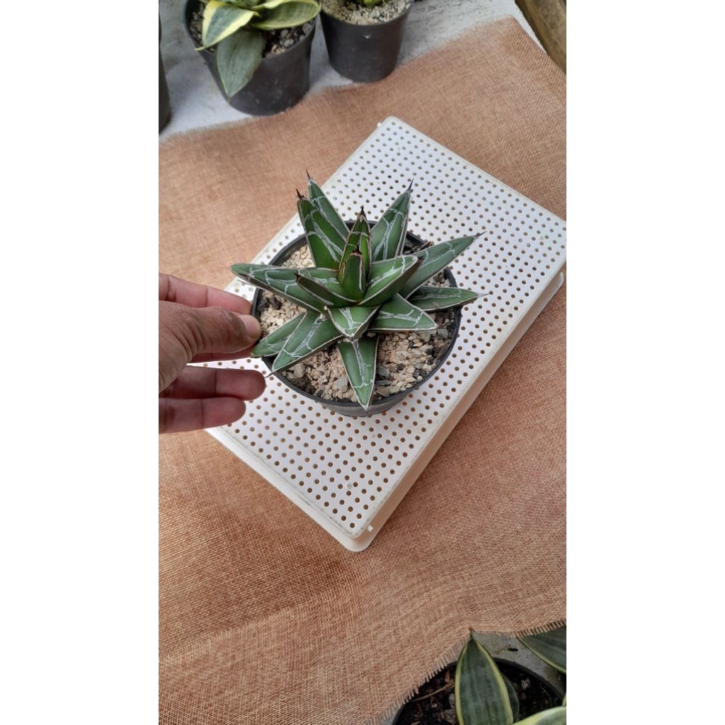 Agave victoriae reginae