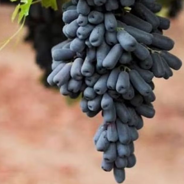 Bibit Anggur Moondrop