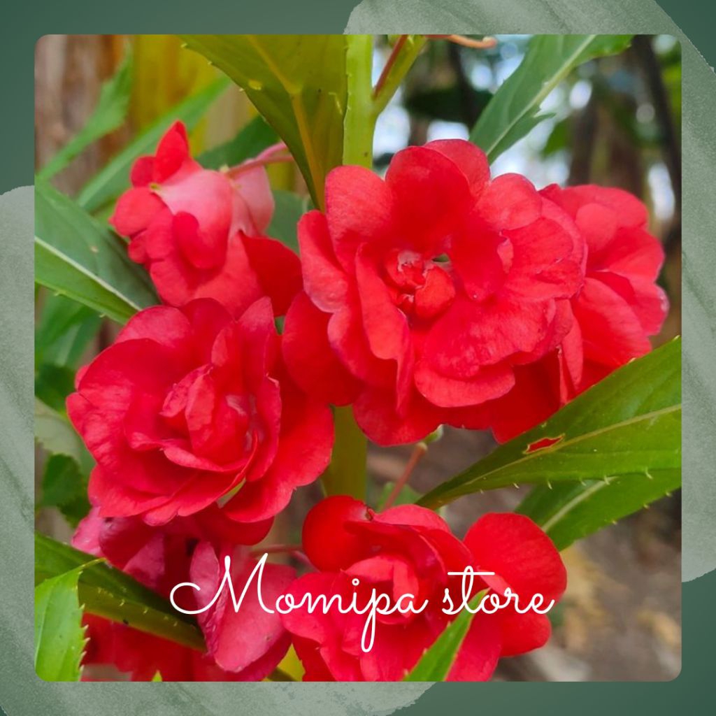 benih pacar air tumpuk