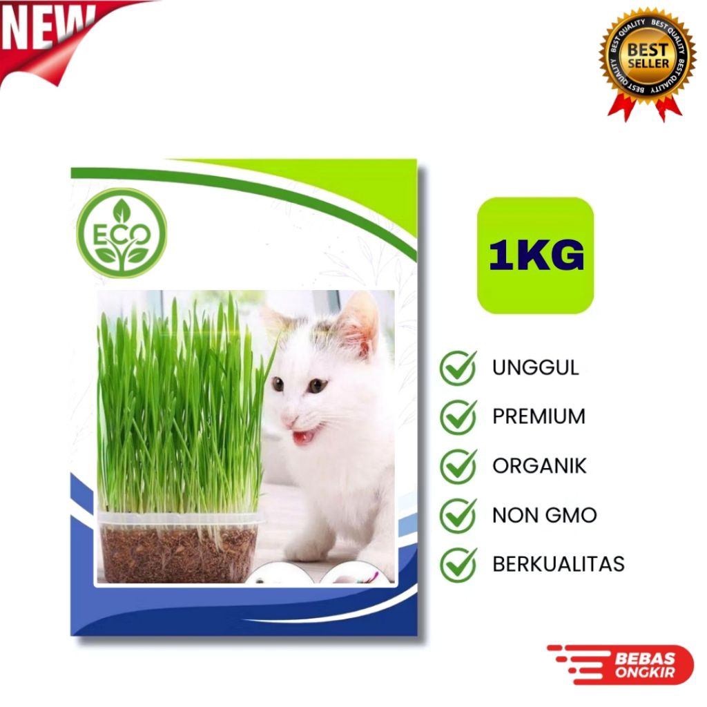 Benih RUMPUT KUCING [1KG] - Biji Wheatgrass Rumput Gandum