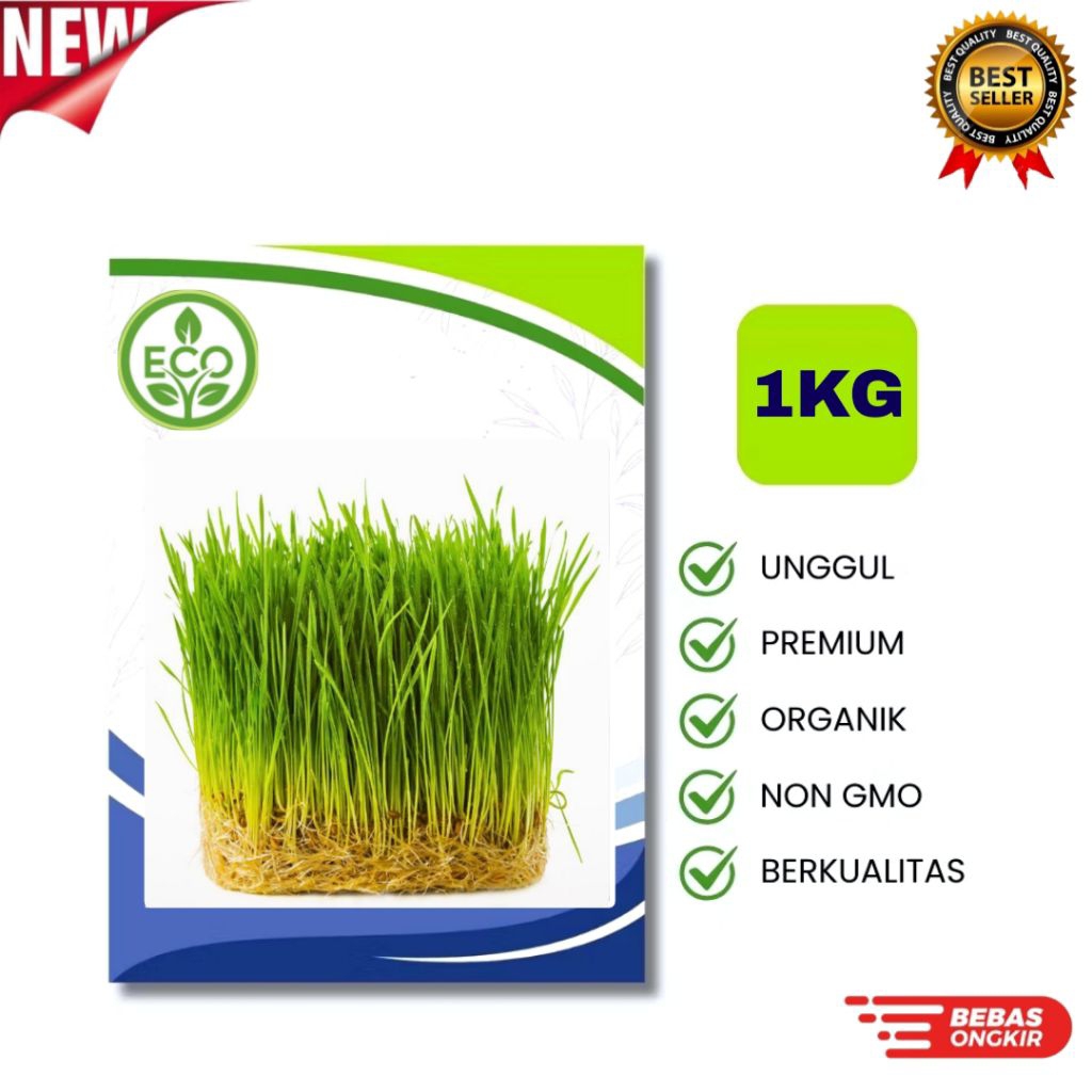 Benih RUMPUT KUCING [1KG] - Biji Wheatgrass Rumput Gandum