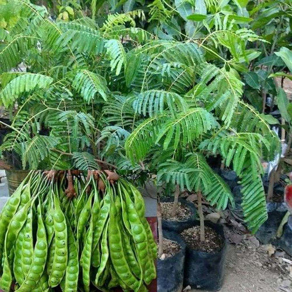 Bibit Tanaman Petai Okulasi