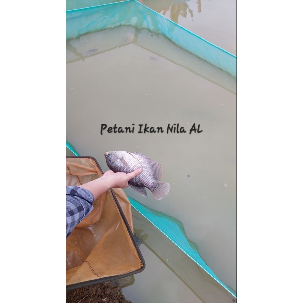 ikan gurame hidup segar langsung dari kolam non frozen bersih