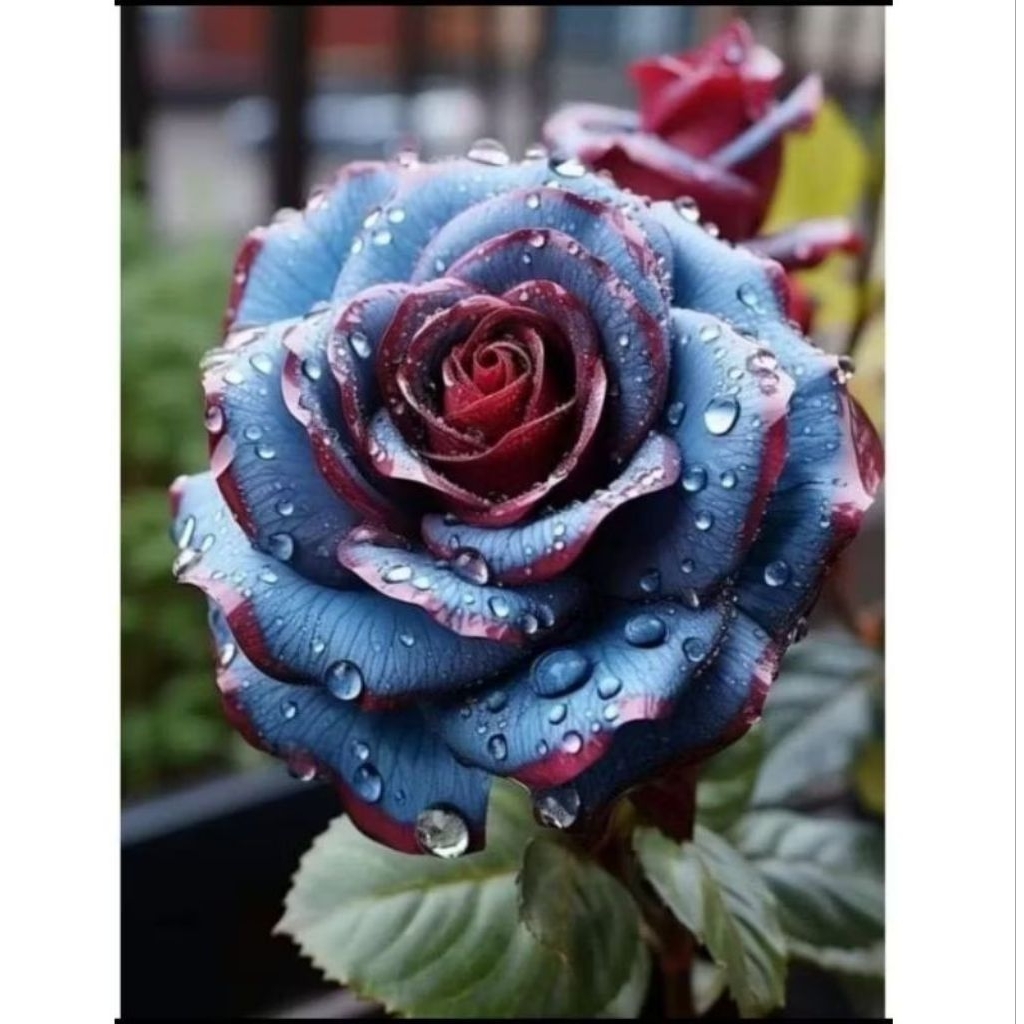 Tanaman Hias Bunga Mawar Import - Tanaman Bunga Mawar Langka - Bunga Hitam Merah